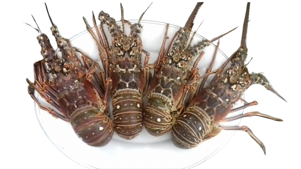 LANGOUSTES " BRÉSILIENNES"